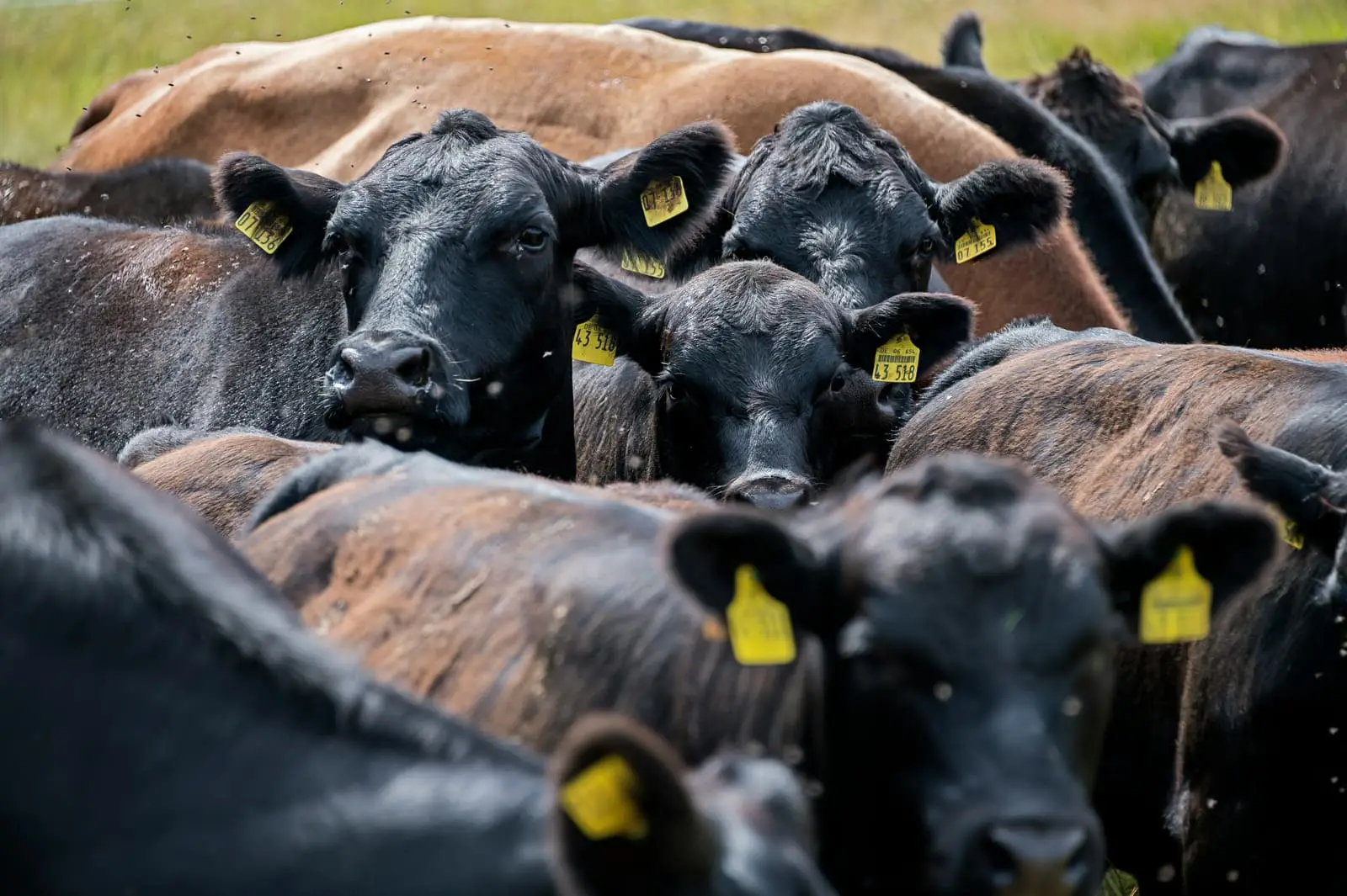 Black and brown cows standing on a dry field in daytime