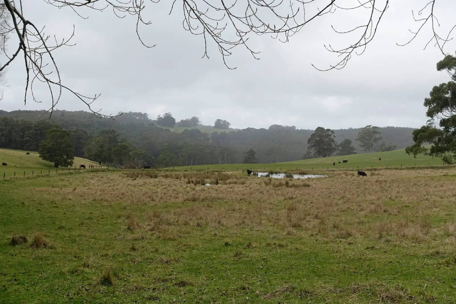 Grassy paddock with trees in the background near Erica, Victoria