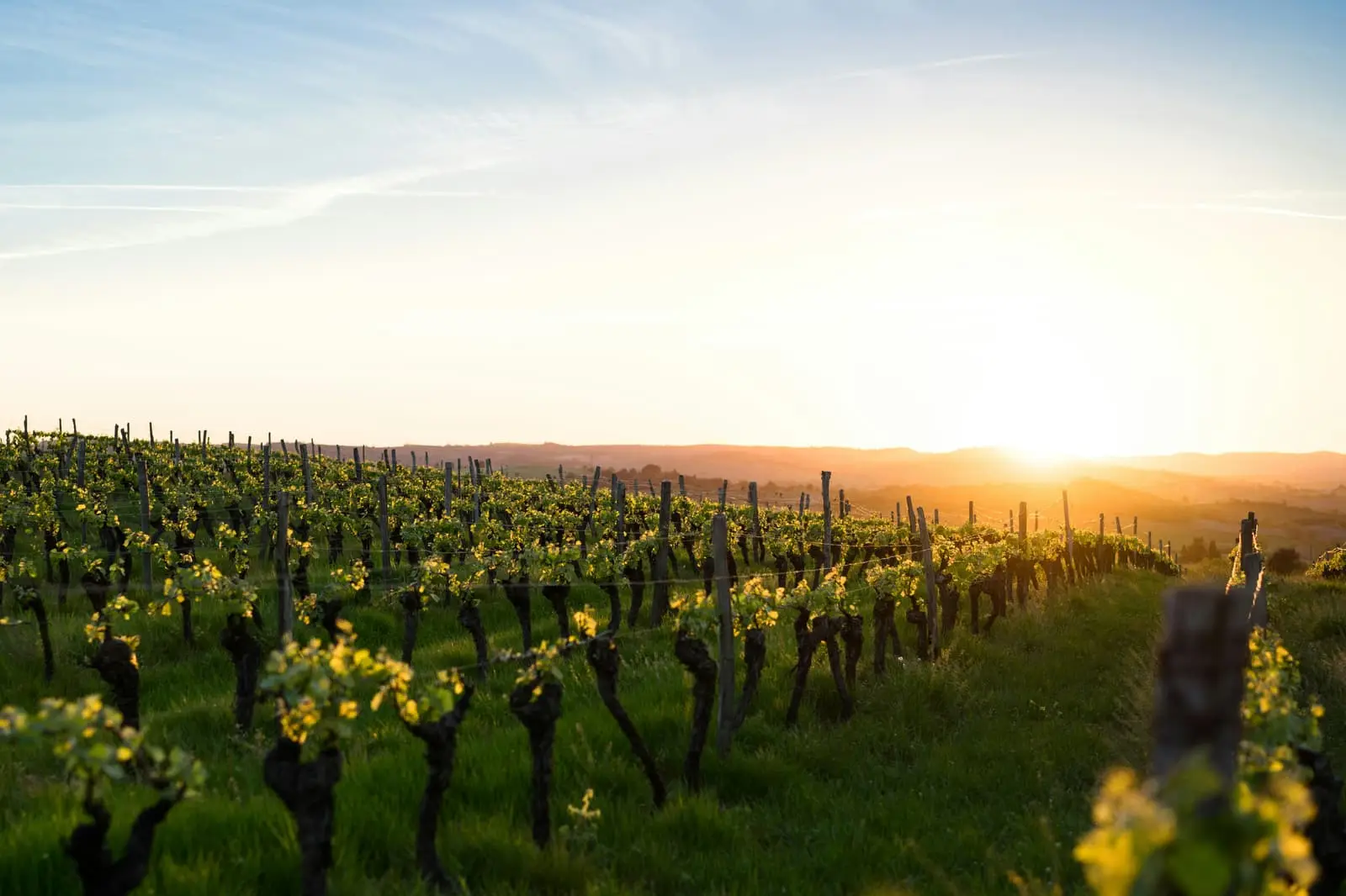 Rows of grapevines in a vineyard under low evening light